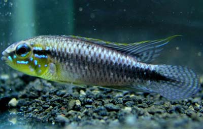 Apistogramma pulchra